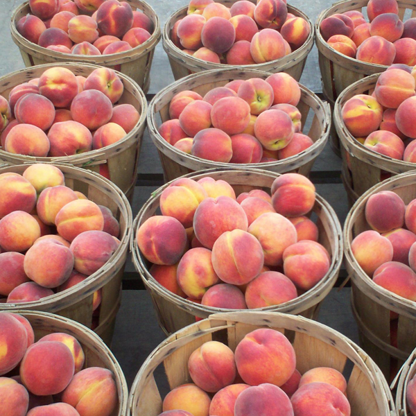 Wm. Schober Sons, Inc. Orchards & Farm Market