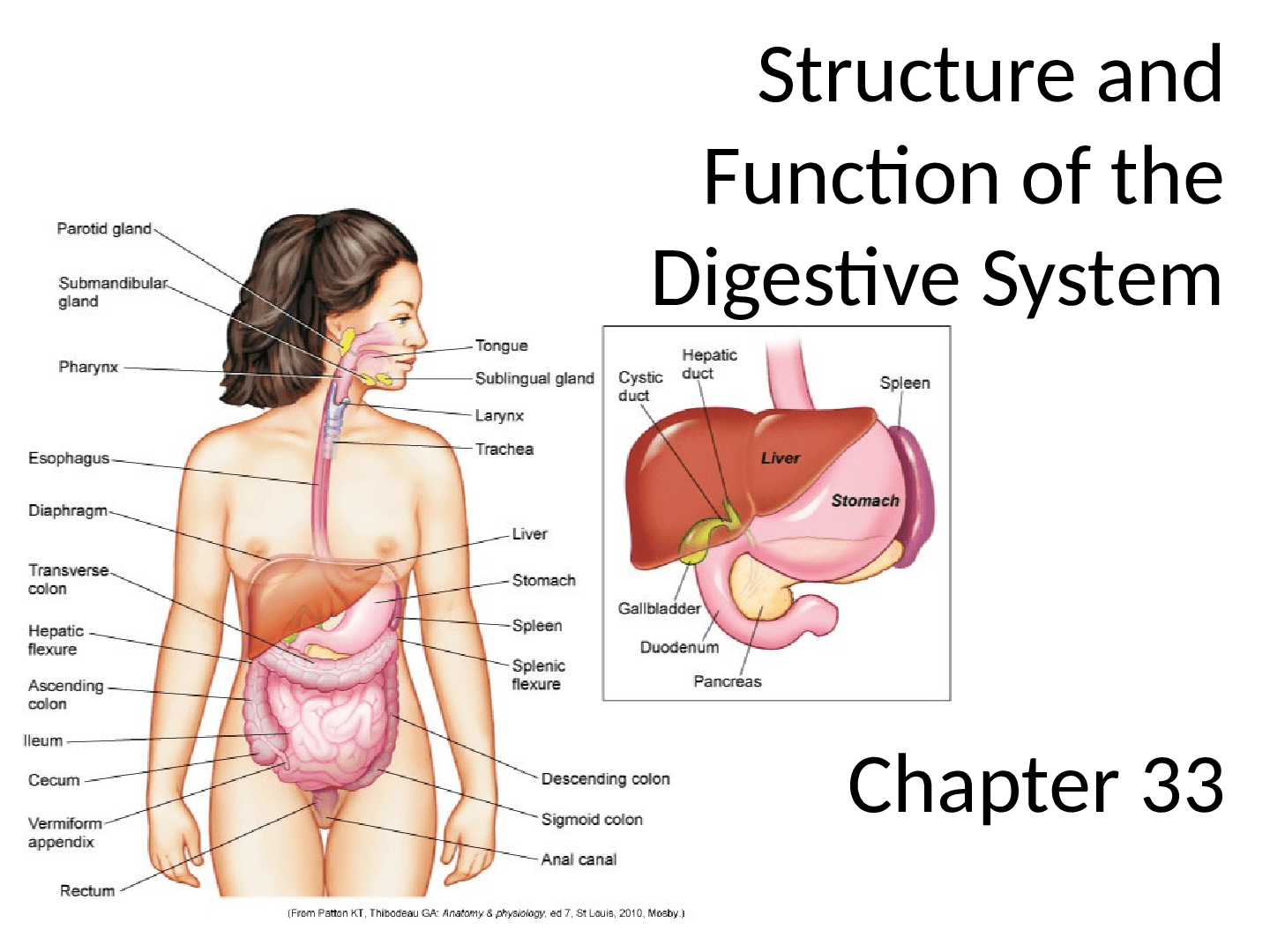 Structure and Function of the Digestive System - Scholarfriends