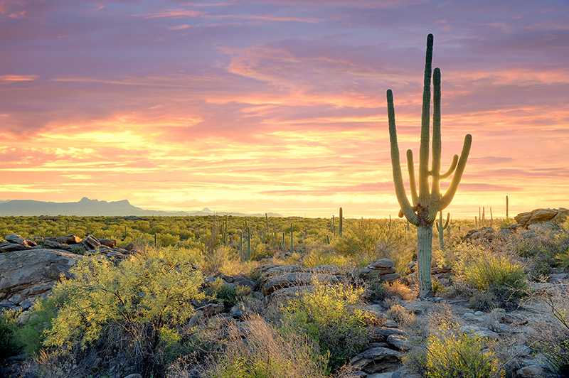 The Schomac Group of Companies Tucson, AZ