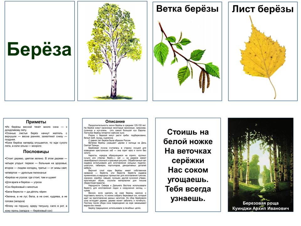 Паспорт березы окружающий мир 2 класс образец
