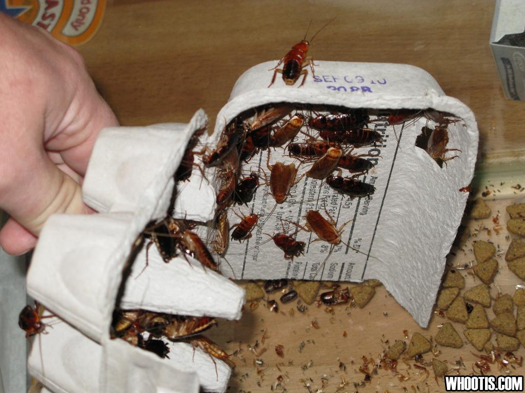 Creepy Crawlies Aplenty! Don’t Bug Out When You Find These Three in the
