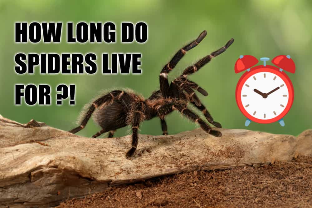How Long Do Pet Spiders Live? 7 Popular Breeds Covered