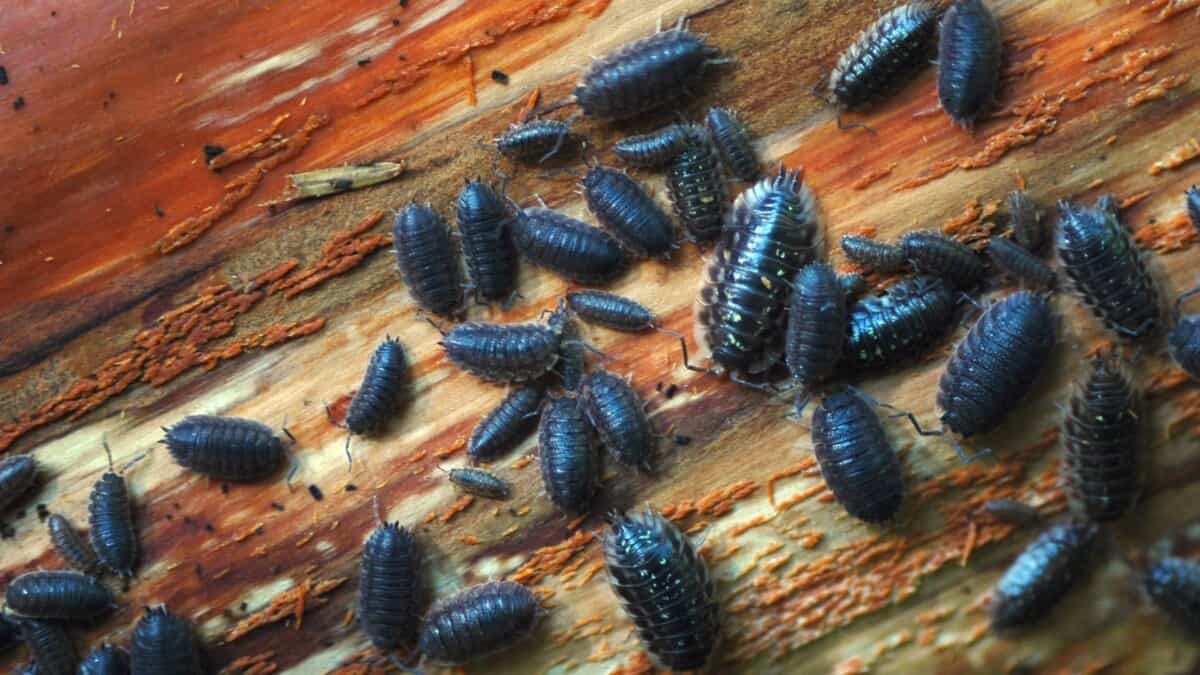 How to Get Rid of Pill Bugs in Potted Plants Naturally School Of Bugs