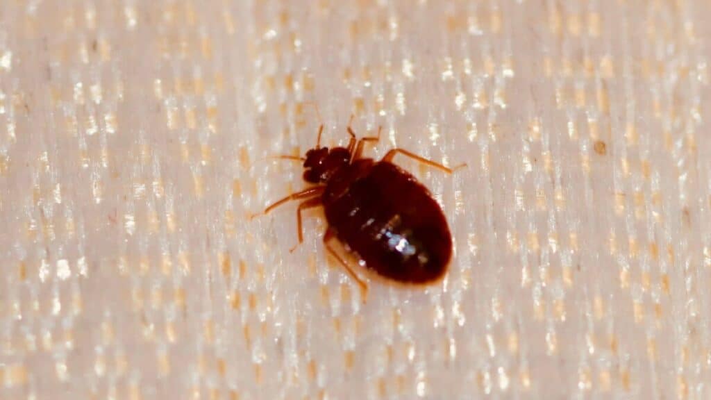 Does Lysol Kill Bed Bugs? School Of Bugs
