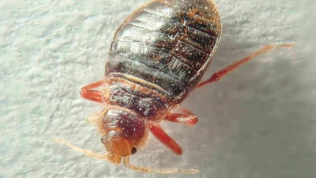 Does Lysol Kill Bed Bugs? School Of Bugs