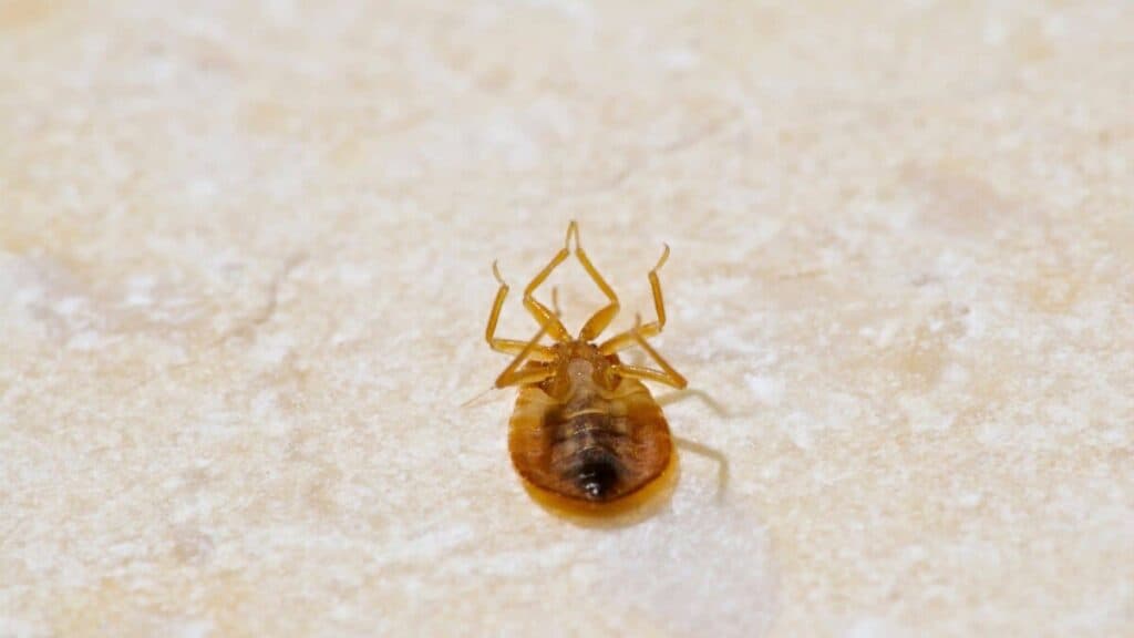 Does Lysol Kill Bed Bugs? School Of Bugs