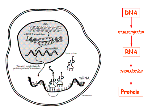 Central Dogma of Biology | SchoolWorkHelper