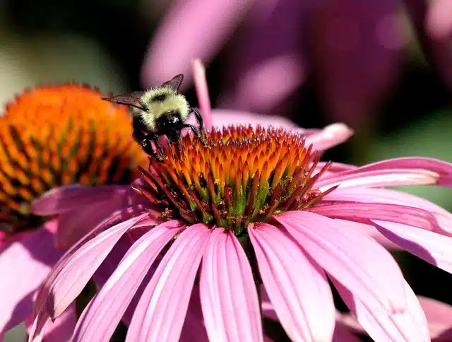 Mutualism and Commensalism SchoolWorkHelper