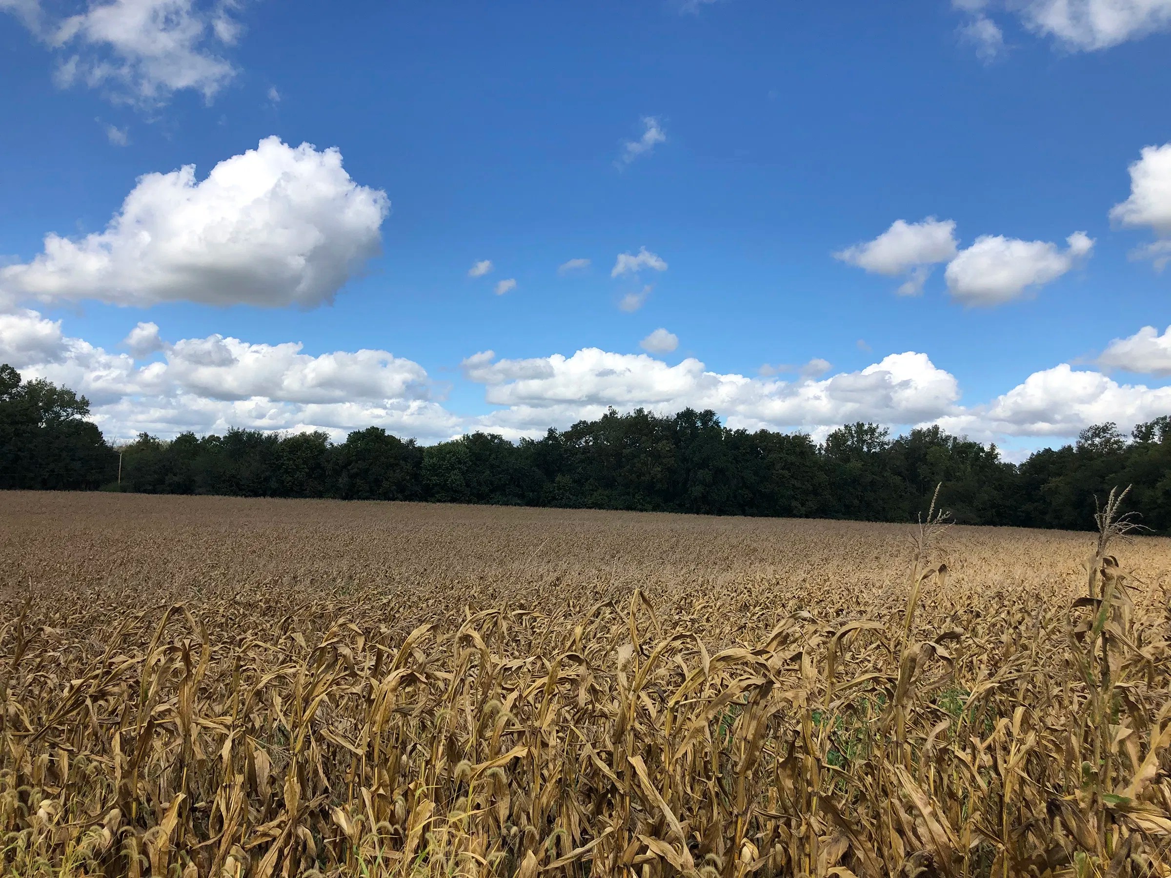 REAL ESTATE AUCTION REAL ESTATE AUCTION 50+/ ACRES IN 2 TRACTS IN