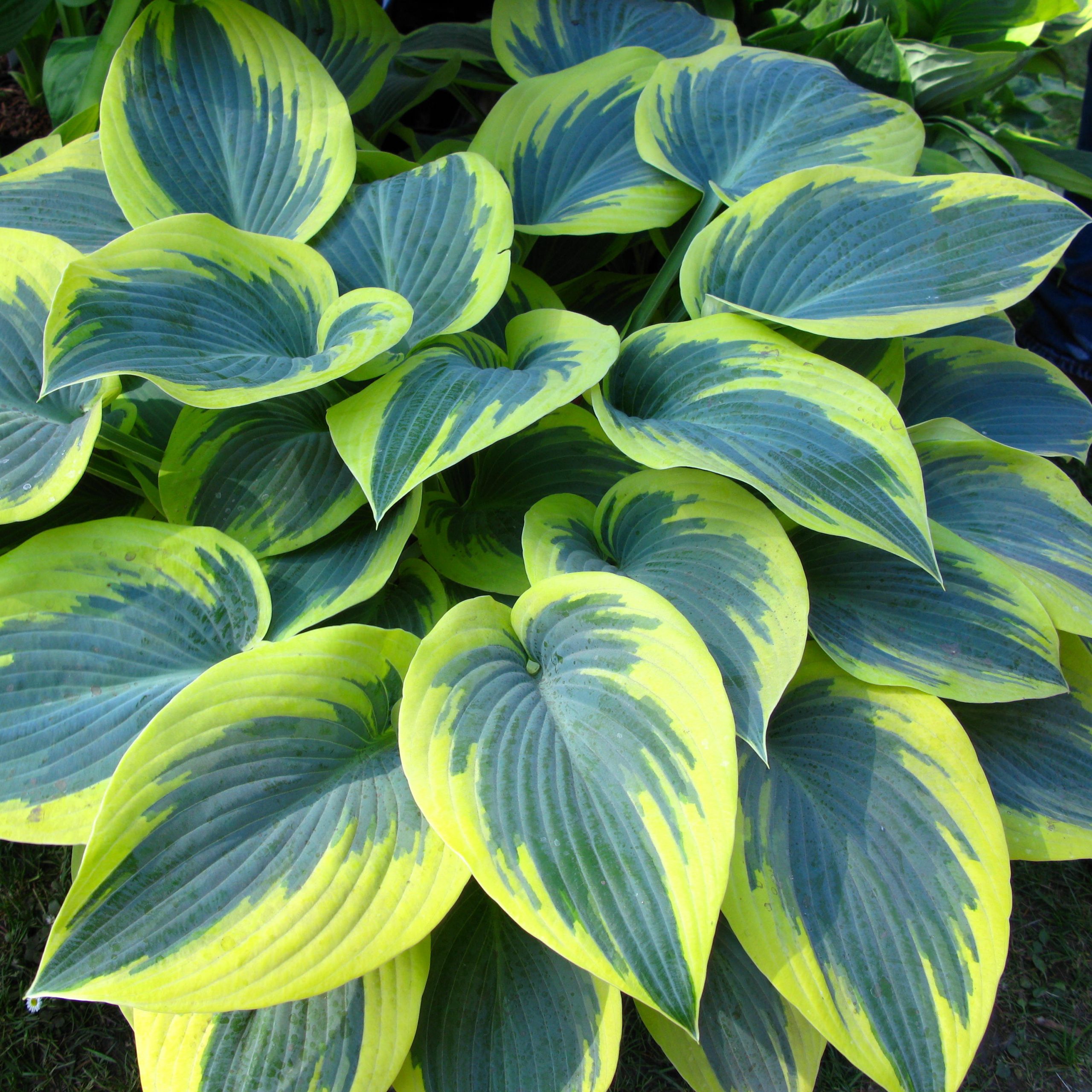 Hosta 'First Frost'