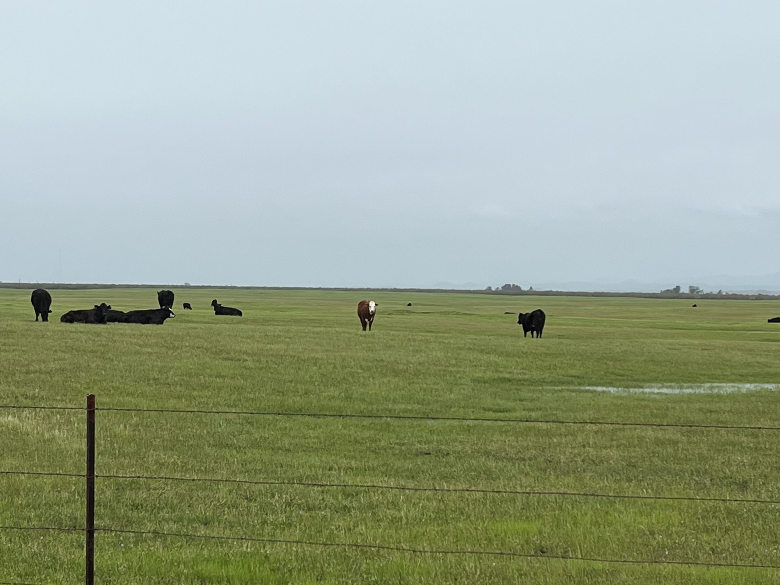 +/1,072.87 Acres Fenced Pastureland Le Grand, CA Schuil Ag Real