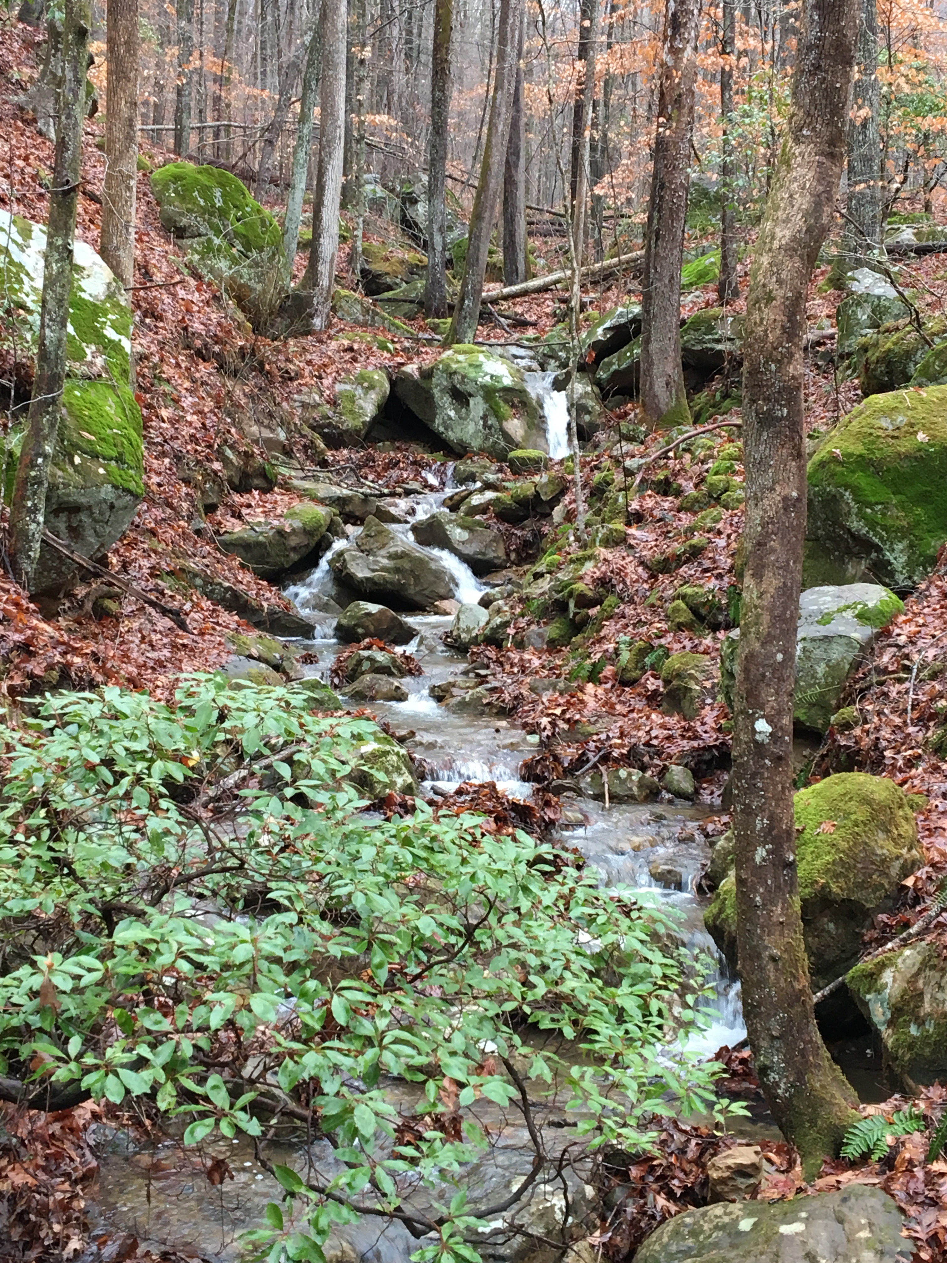 Frozen Head State Park Schultzapalooza