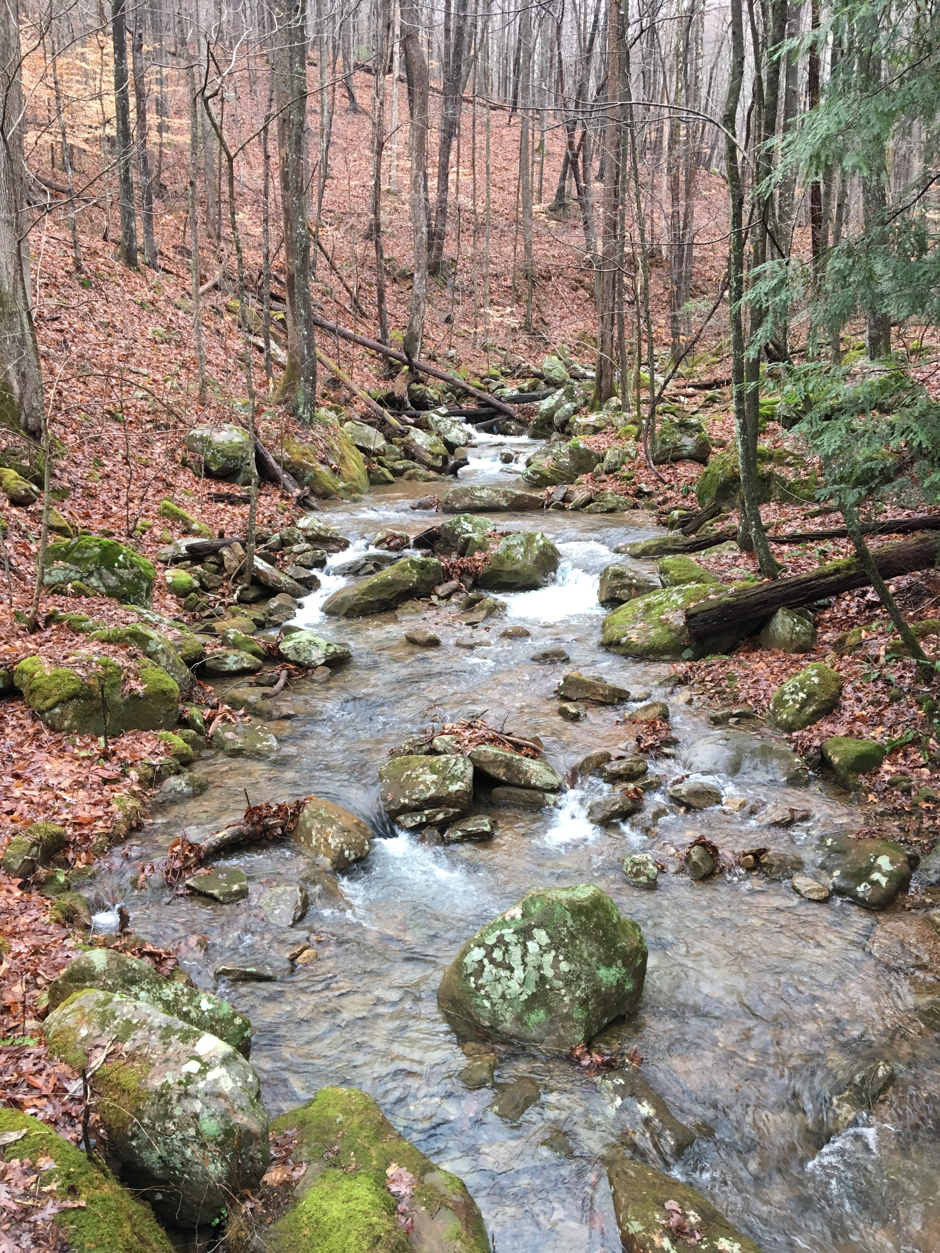 Frozen Head State Park Schultzapalooza