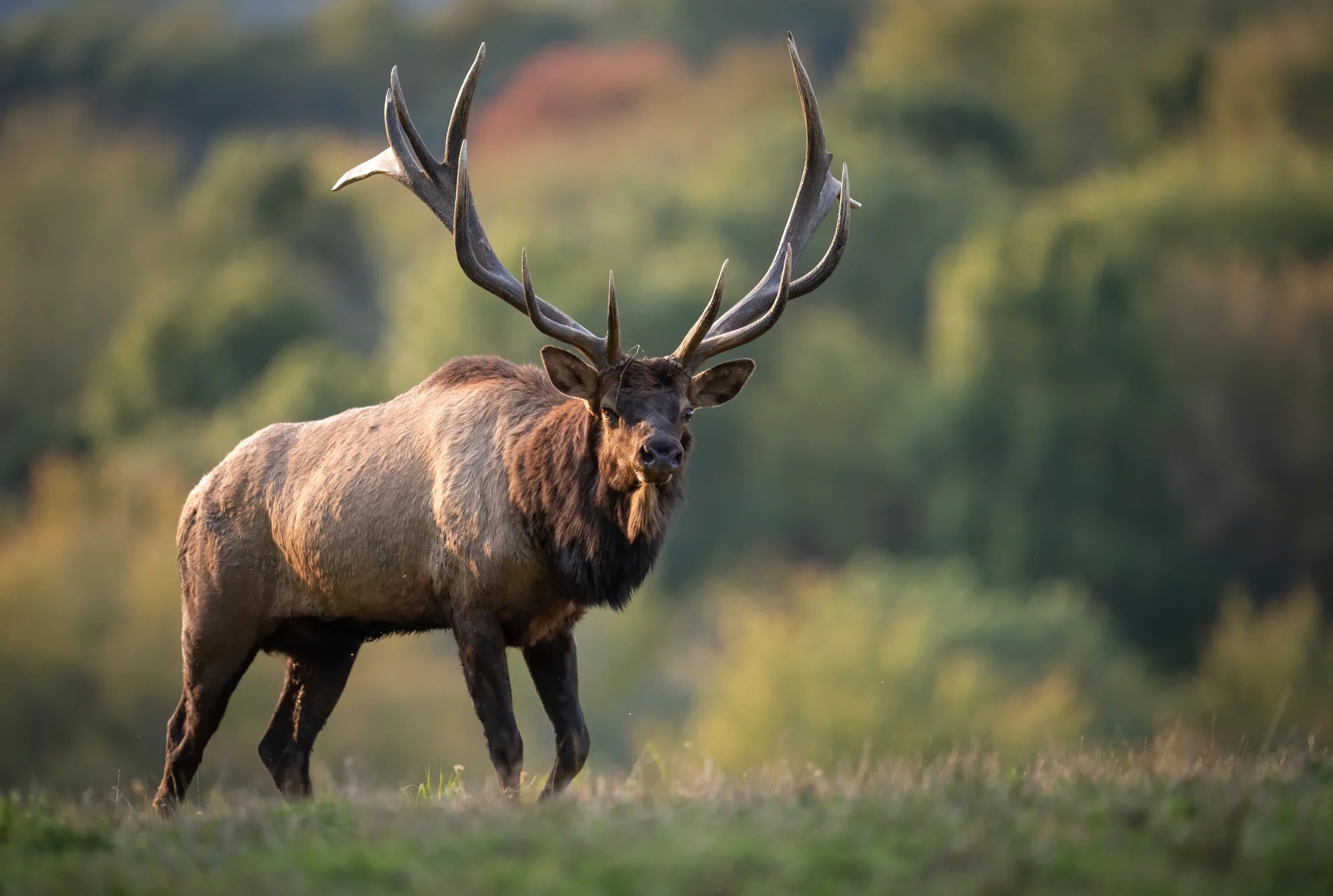 Texas Elk Hunts Stone Creek Ranch