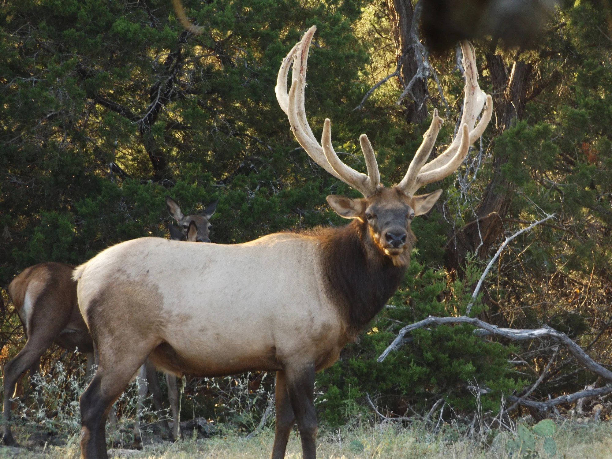 What to Bring With You on Texas Elk Hunts