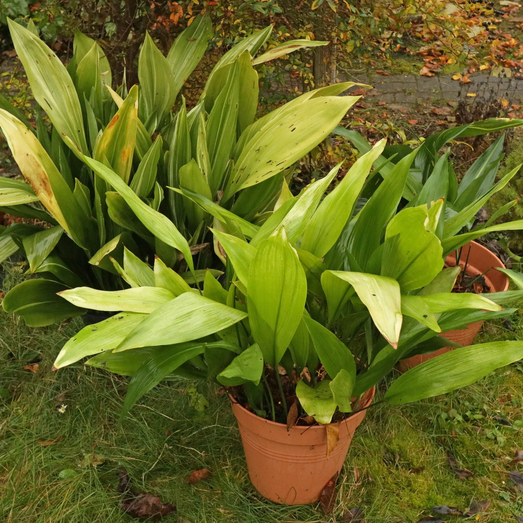 Cast Iron Plants (Aspidistra)
