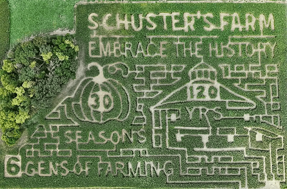 Fall Corn Maze Schuster's Farm