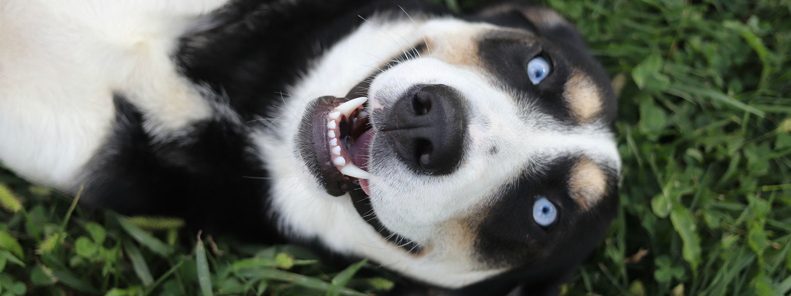 FAQs & Basic Info Schuyler County Humane Society