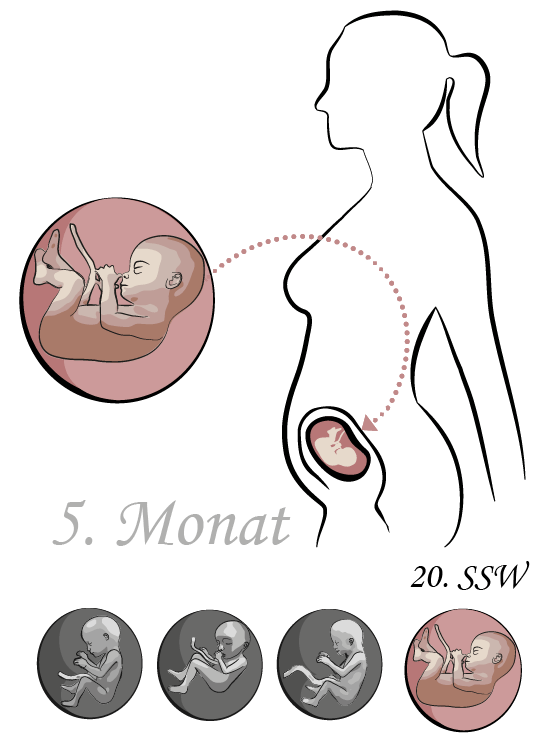 20. SSW 20. Schwangerschaftswoche Bauch Baby Ultraschall