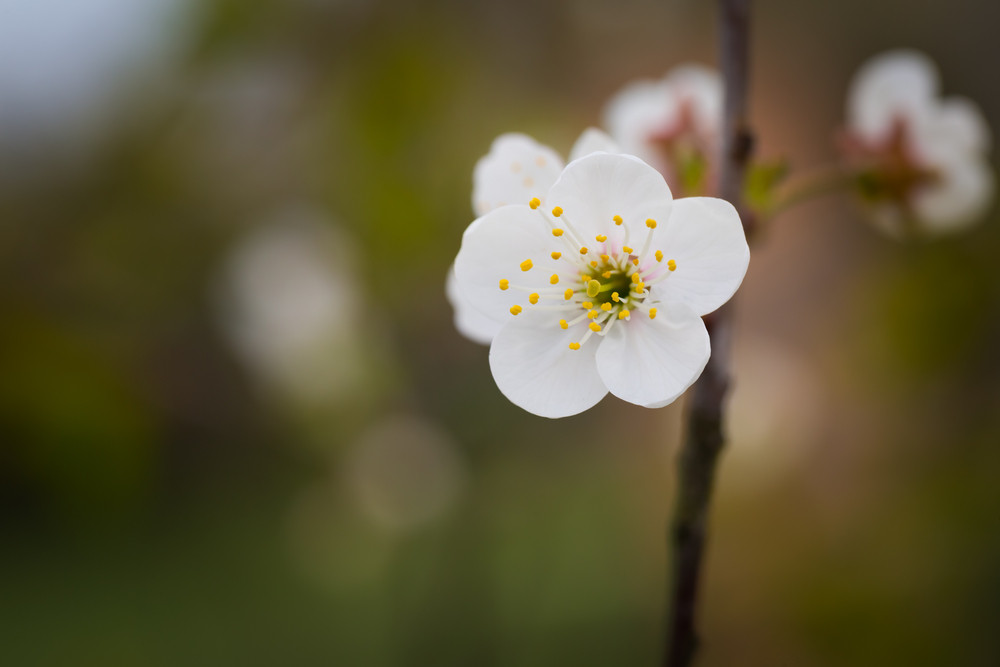 3 Short Day Plants That You Can Grow In Your Garden Schwartz Greenhouse