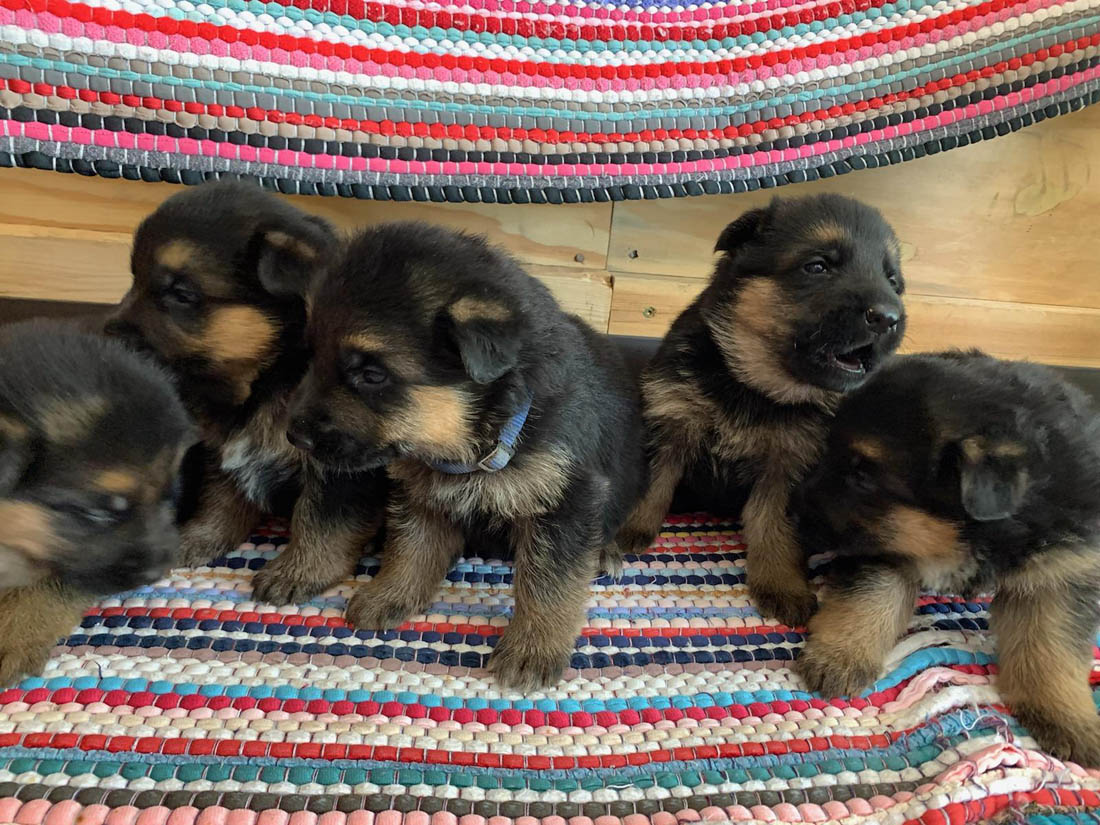 Puppies Schweitzer German Shepherds