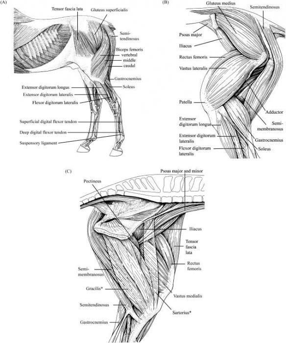 Equine & Science For equine professionals Functional specialisation