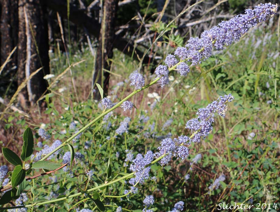 Buckbrush, Buckthorn, Deer Brush, Ceanothus, Wildlilac The Genus