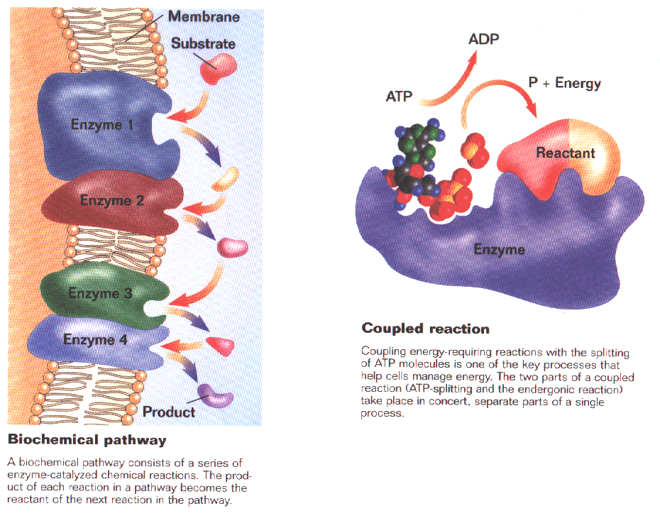 Chapter 8 Enzymes