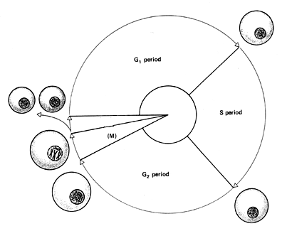 Review of Cell Structure