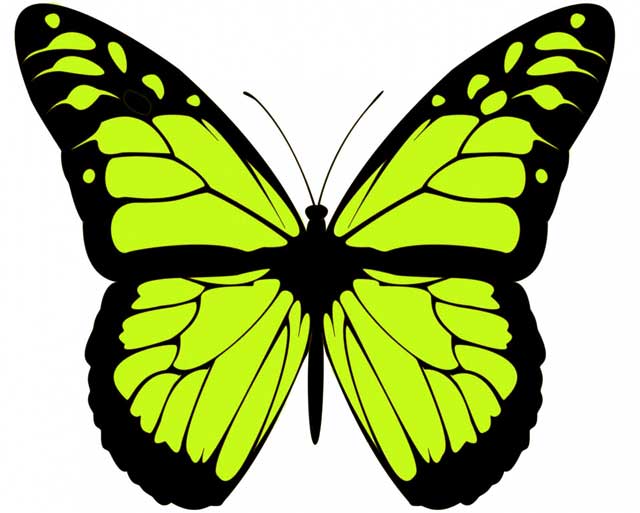 Butterfly Information (Facts + Habitat + Diet) Science4Fun