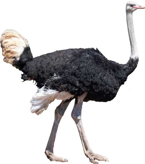 Ostrich (Facts + Diet + Habitat ) Science4Fun
