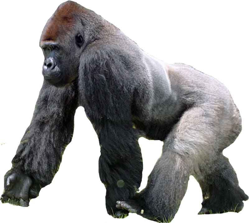 Gorilla Lifestyle + Habitat + Facts And More Science4Fun