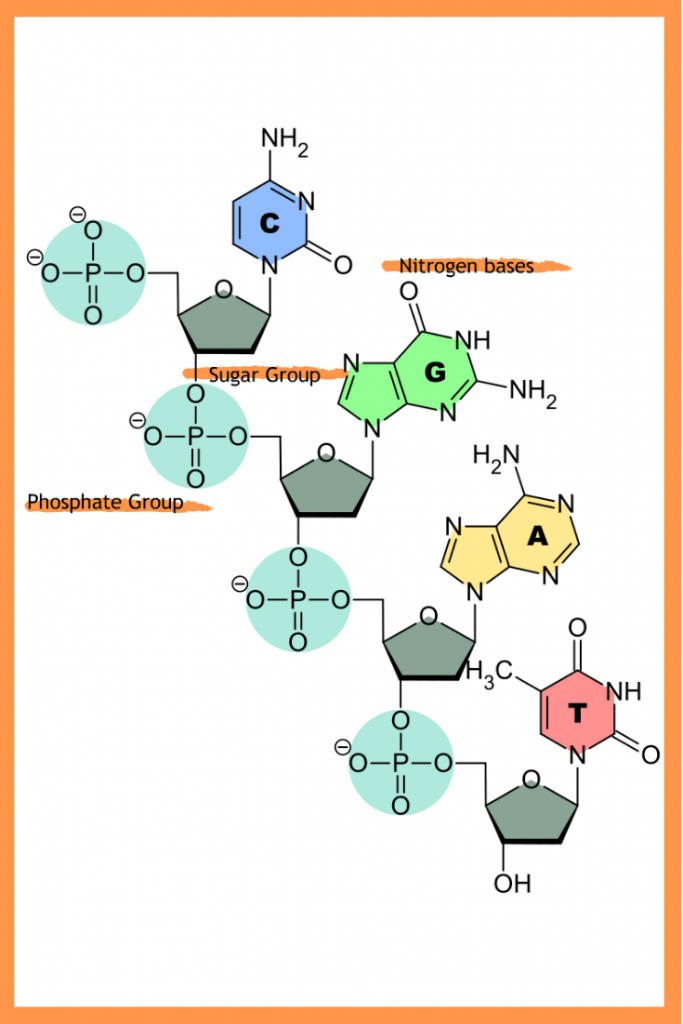 What is the Structure of DNA and Why is it Important Anyway?