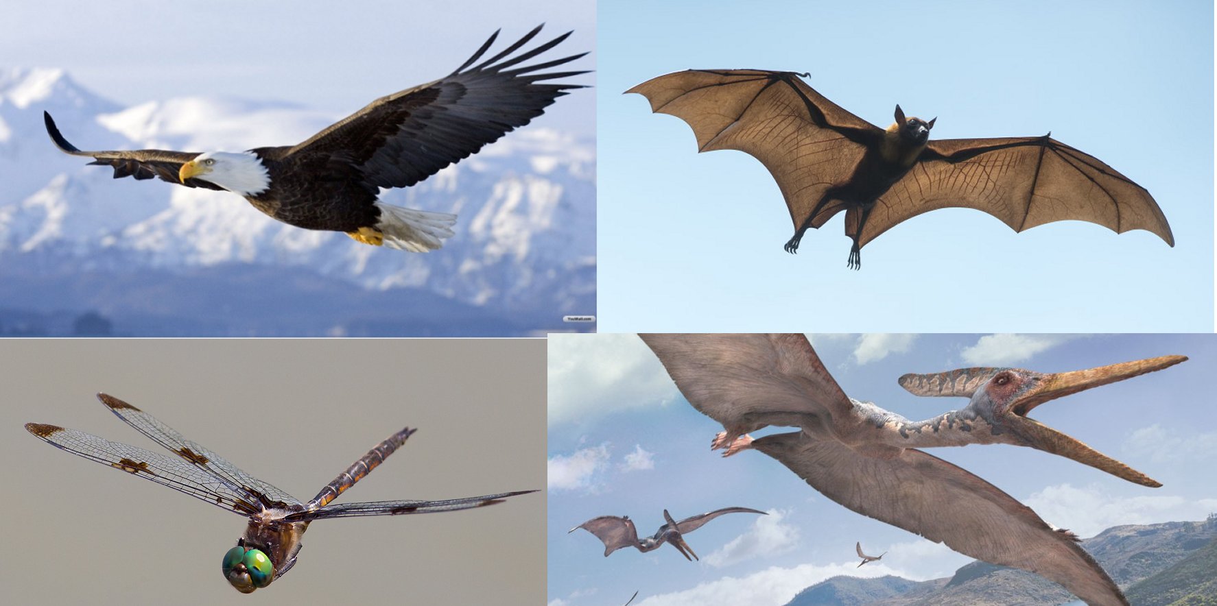 Which species of animal is the best flyer? Here are a few words on