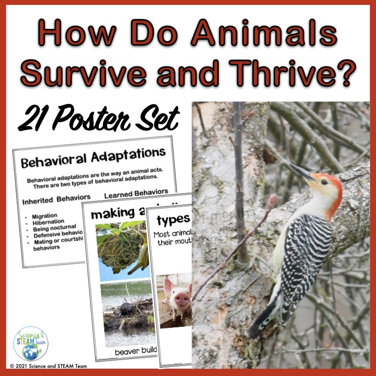 How Do Animals Adapt to Their Environment Awesome Information for