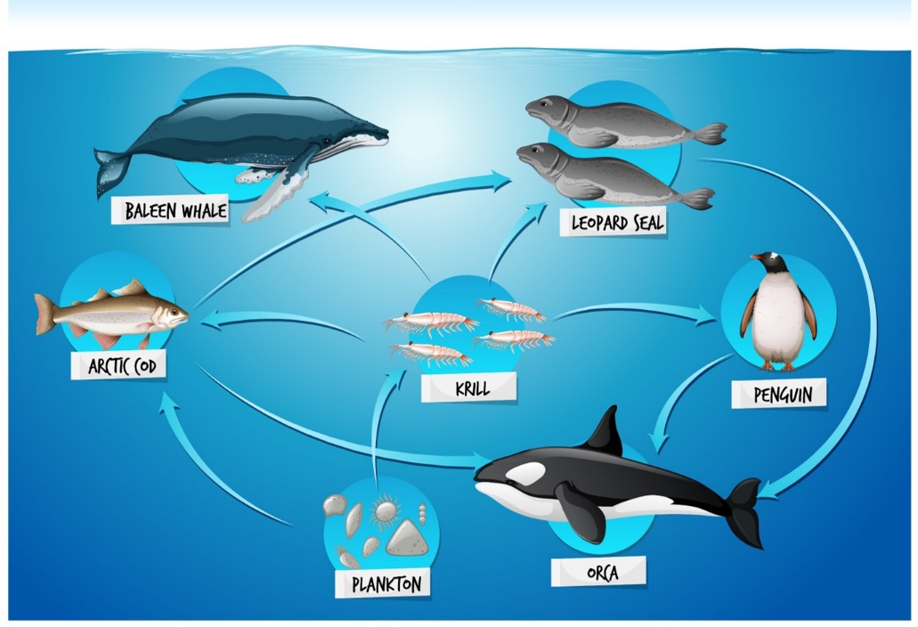 Pacific Ocean Animals Food Chain