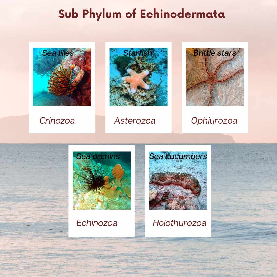 Phylum Echinodermata examples Science A Plus
