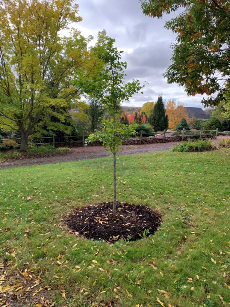 Gingko Tree Dedicated at Dalhousie Agriculture Campus Science Atlantic