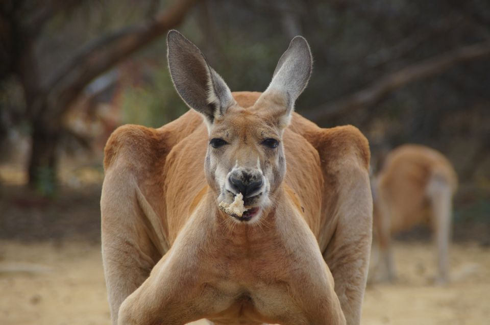 Kangaroo Mother Care, SkinToSkin Contact, and the Risk of Sudden