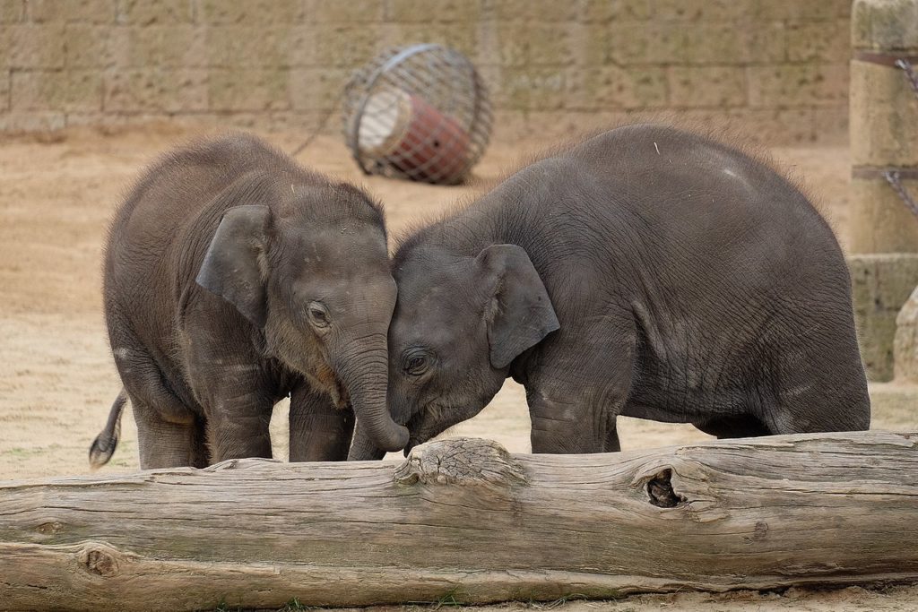 Veterinary medicine ScienceBased Medicine