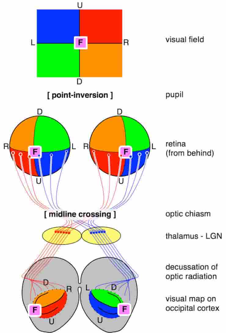 What is the Optic Chiasm?