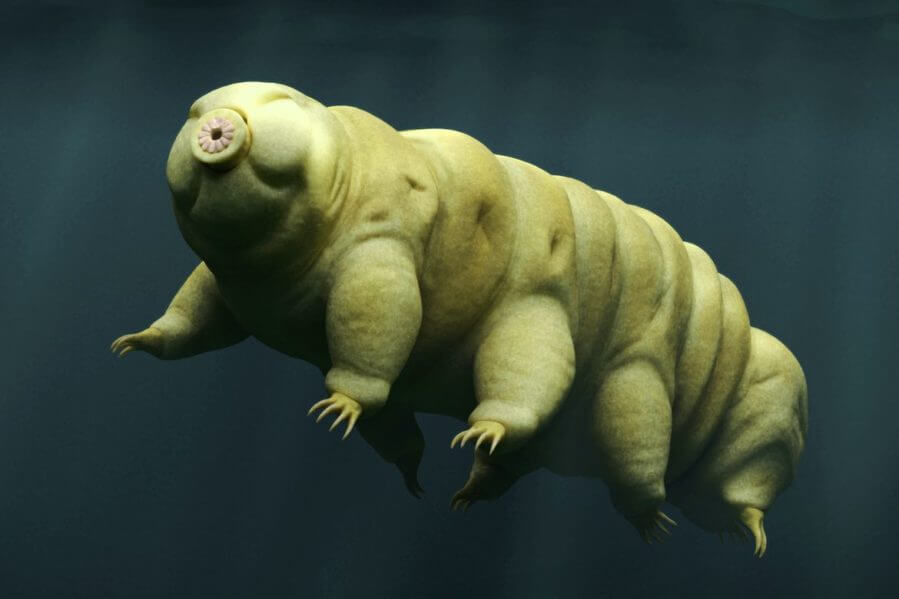How the secrets of the ‘water bear’ could improve lifesaving drugs like