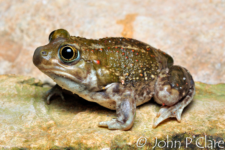 Plains spadefoot toad Science by Seltzer