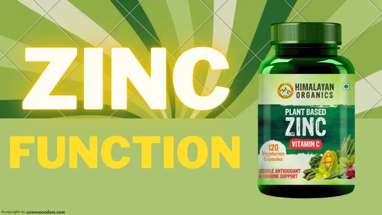 Zinc function in our body review) ScienceCodons