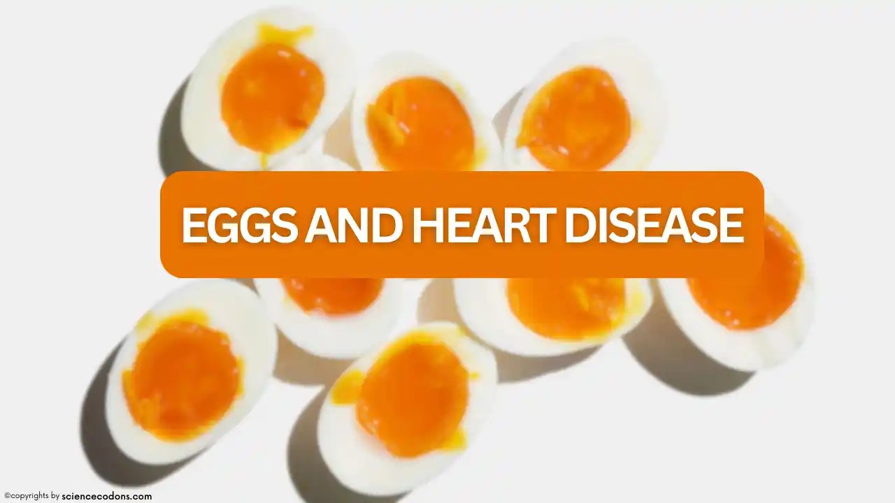 Eggs and heart disease; are eggs bad for your heart? [ 2024