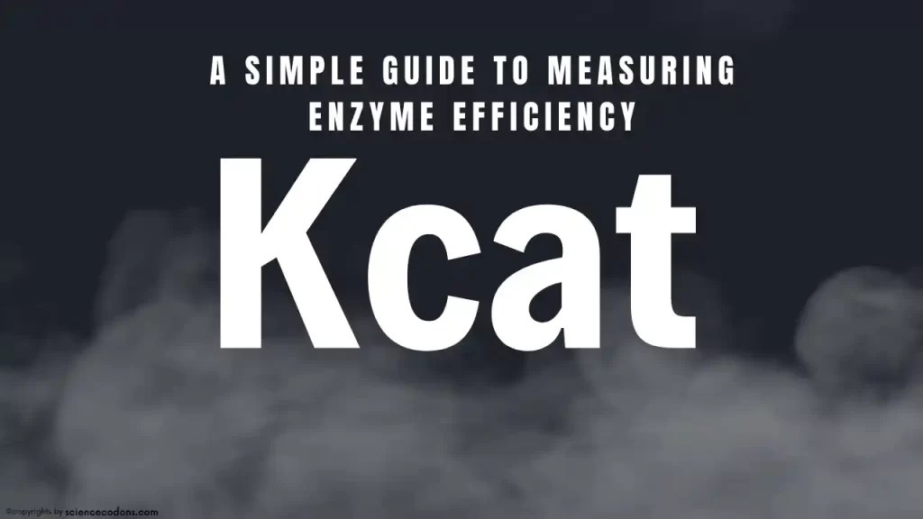Kcat Equation A Simple Guide to Measuring Enzyme Efficiency
