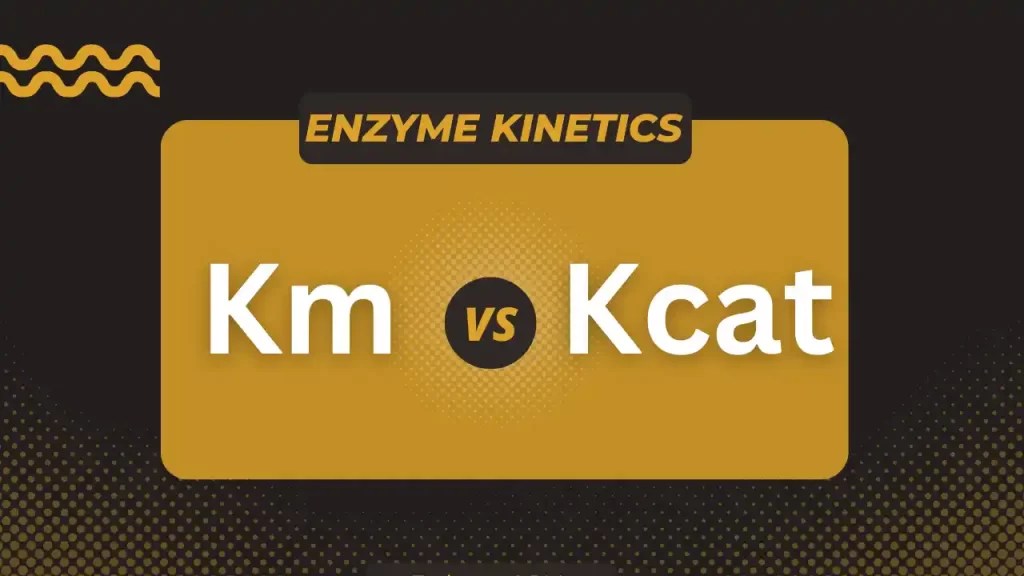 Kcat vs Km;What is the difference between kcat and Km? ScienceCodons
