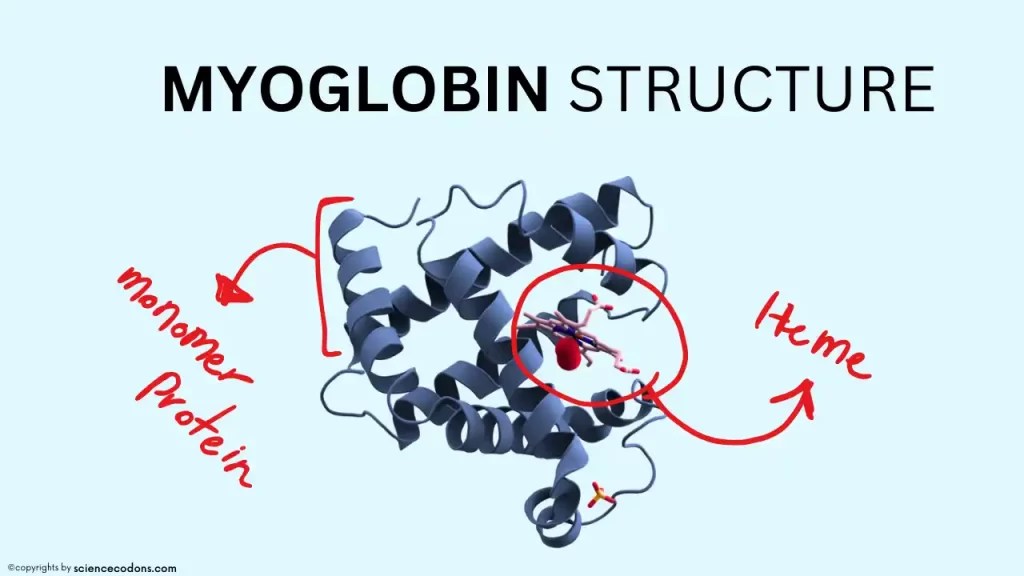 Difference between Myoglobin and Hemoglobin [Complete guide]