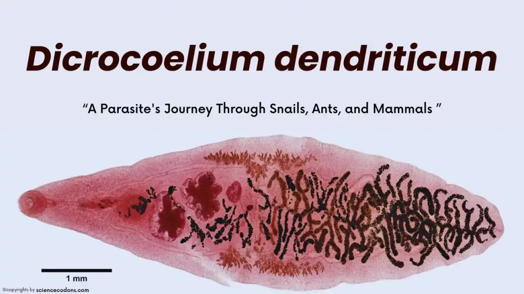 Dicrocoelium dendriticum 2024 The Lancet Liver Fluke