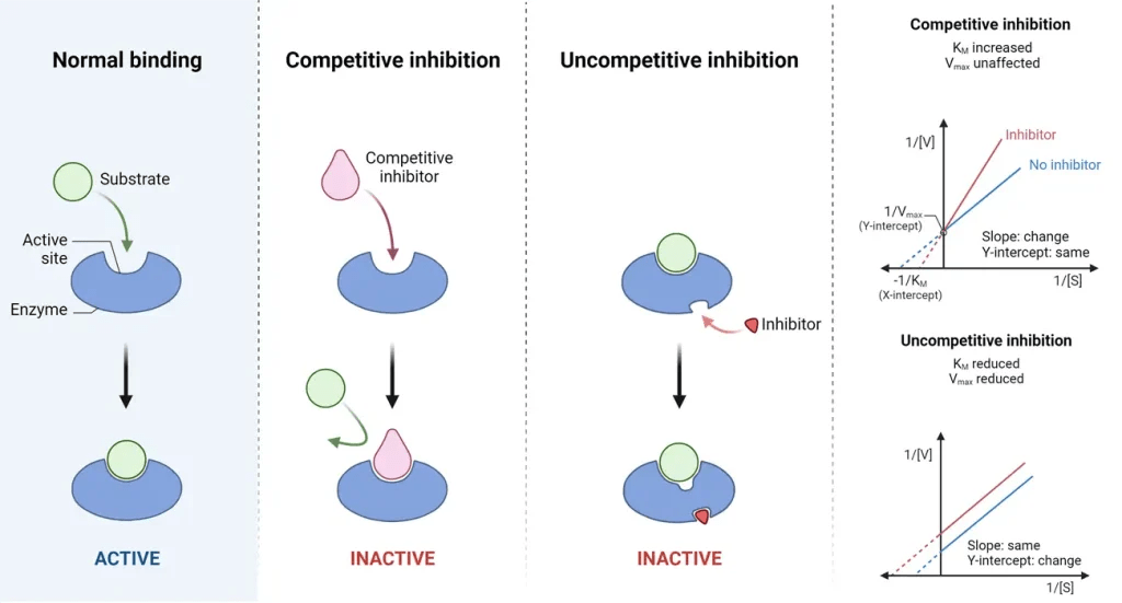 Difference between Competitive and Enzyme Inhibition